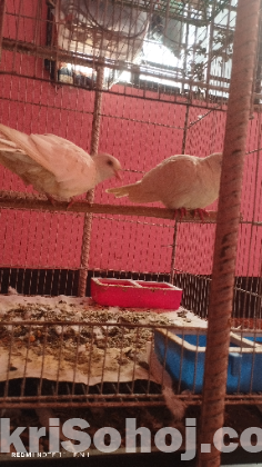 অস্ট্রেলিয়ান সাদা ঘুঘু